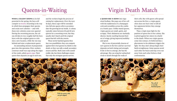 picture of beekeeping book queenspotting by girl next door honey