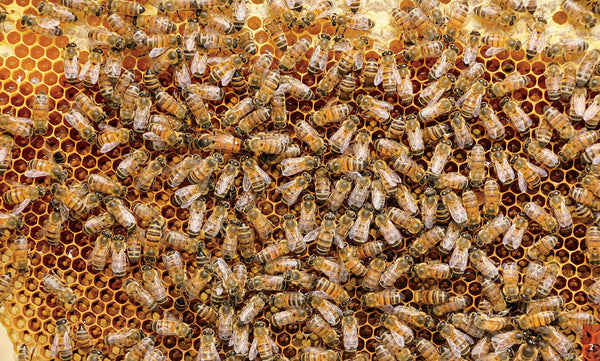 Beekeeping Book Queenspotting by girl next door honey