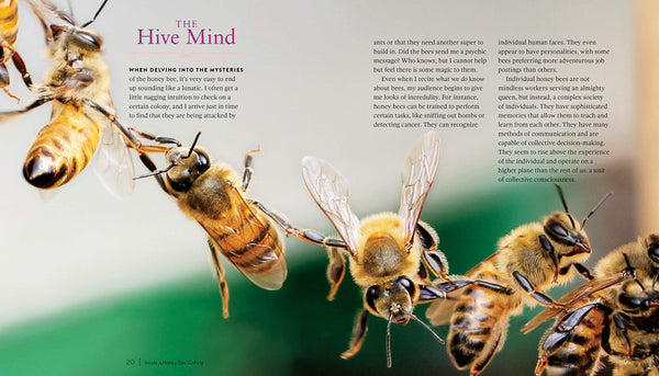 Queen Spotting book by Hilary the Girl Next Door Honey