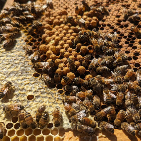 European honey bees on beeswax comb with honey, drone and worker brood
