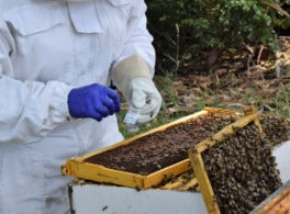 Beginner beekeeping course Melbourne