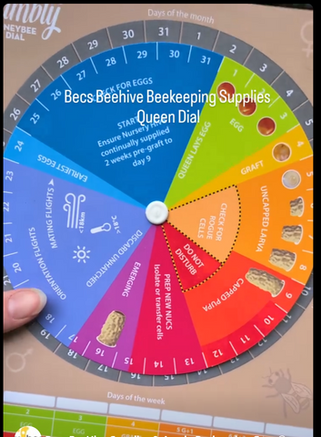 Calculate the brood cycle for varroa mite monitoring using drone brood and Queen Bee breeding