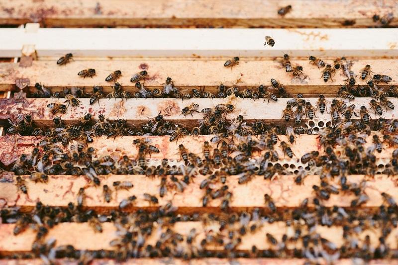 beehive and backyard beekeeping australia