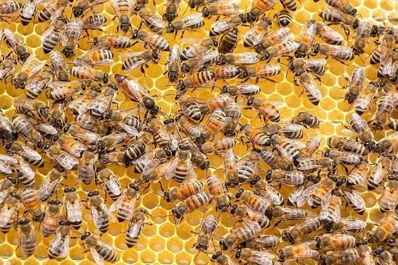 Beautiful beekeeping in Australia